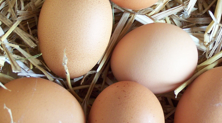 Totul despre oua. Bune sau nu in alimentatie All about eggs in our diet. Are they good or bad