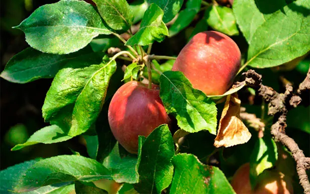 Mere rosii bio Concurs legume si fructe bio