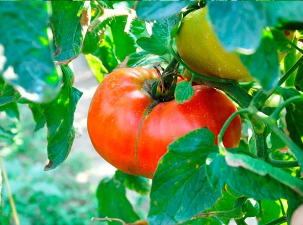 Rosie bio uriasa Concurs legume si fructe bio