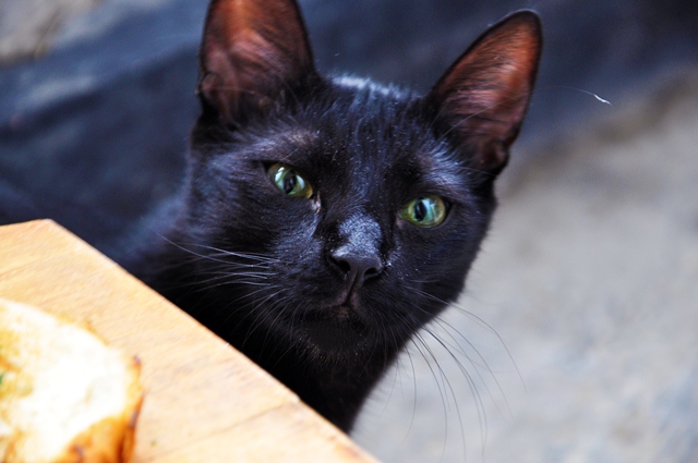 Black cat sniffing food