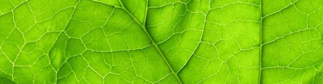 cura de detoxifiere cu clorofila