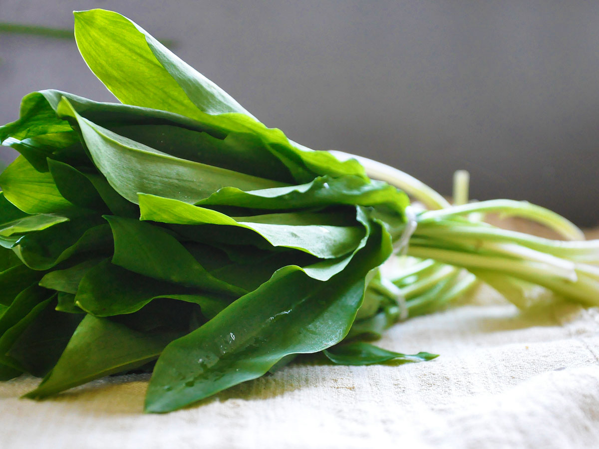 wild garlic ramps leurda