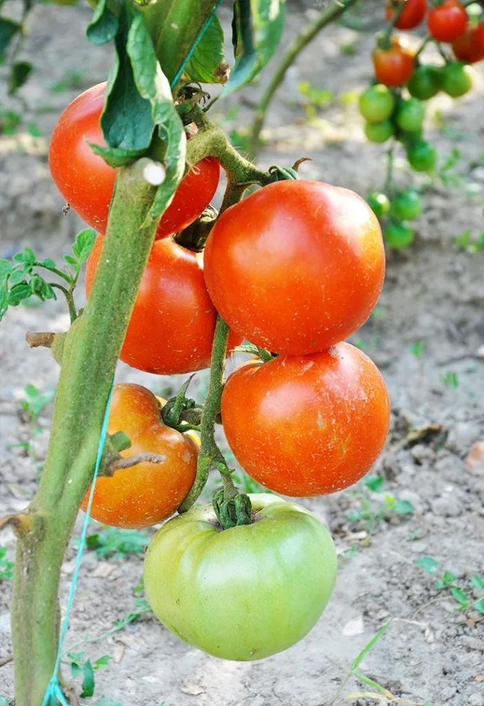 organic tomatoes garden