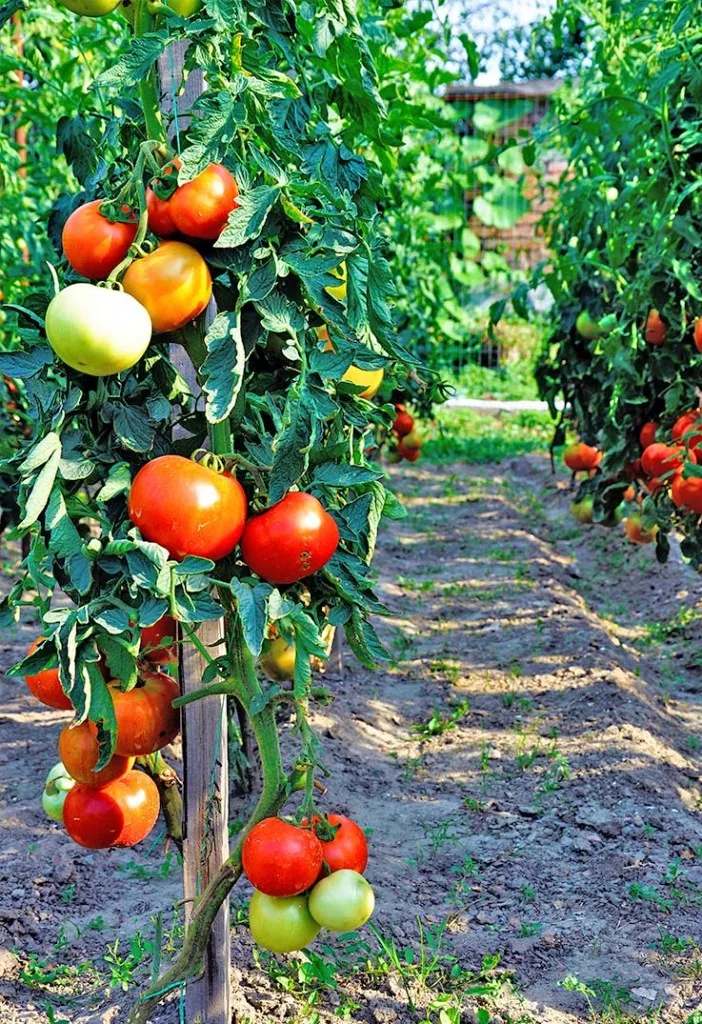 organic tomatoes garden eco