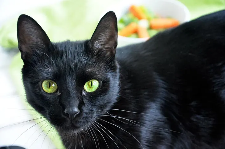 pisulina-black-cat