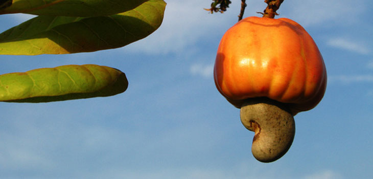 Cashew Nuts Benefits