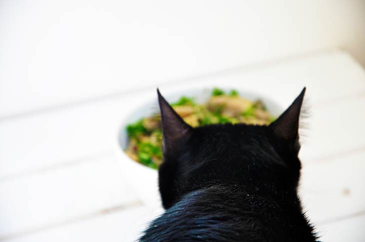 pisulina black cat food