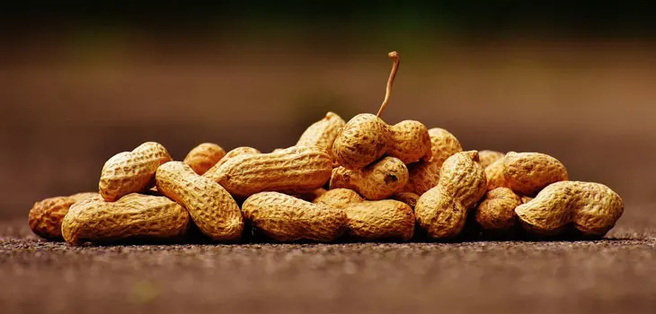 Peanuts Allergy