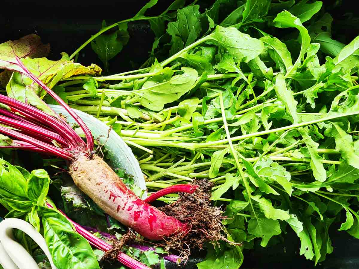 garden harvest