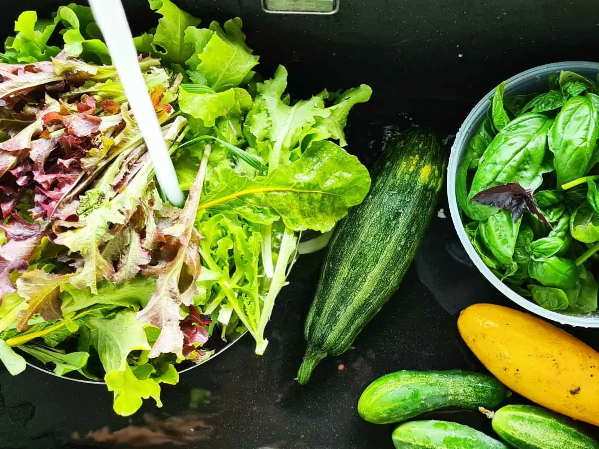 garden harvest