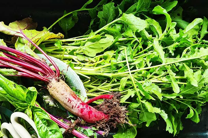 garden harvest