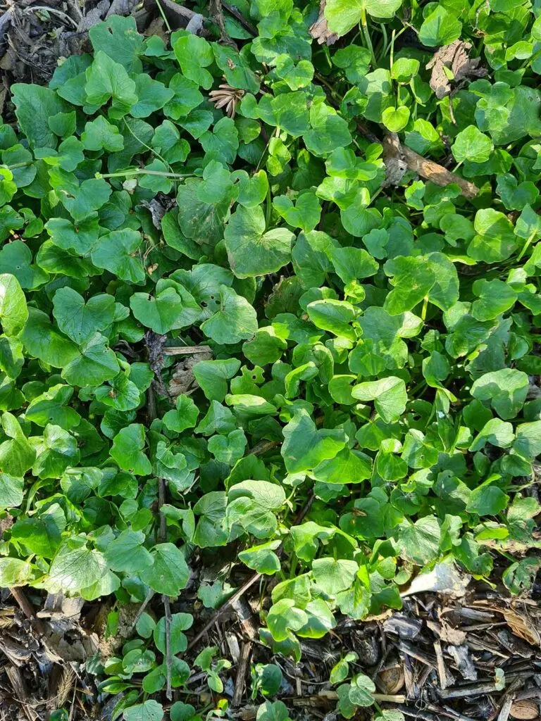 watercress untisor