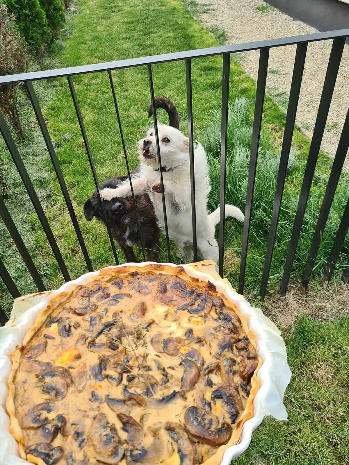 Blue Cheese Mushroom Tart