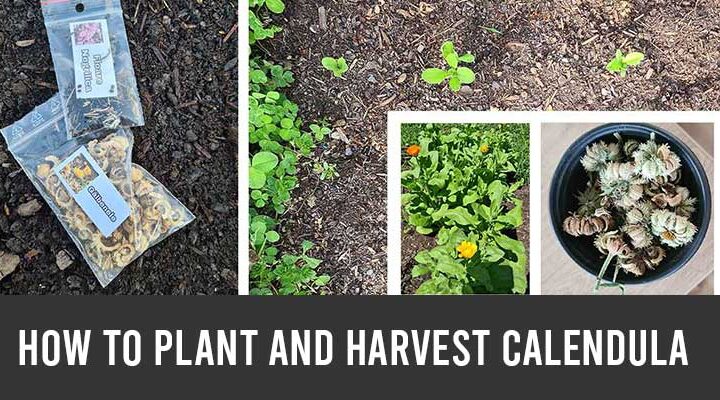 How to plant and harvest calendula