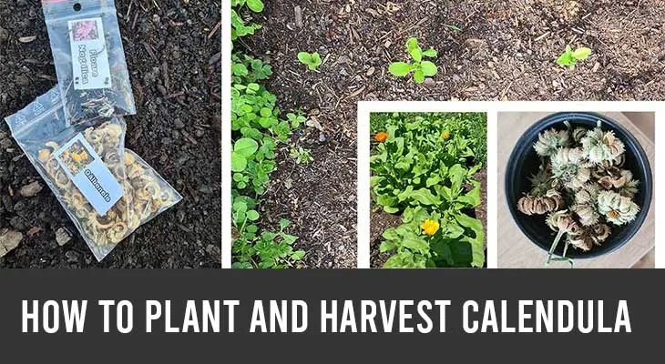 How to plant and harvest calendula