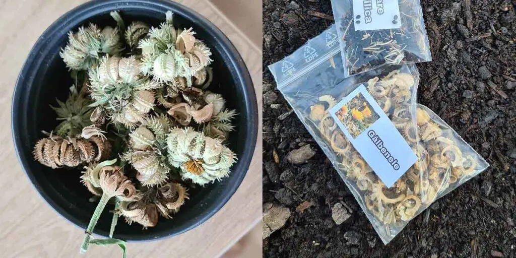 calendula seeds and calendula seed pods