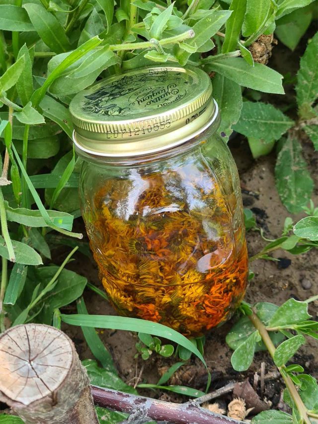 Simple Steps to Creating Calendula Oil at Home: A DIY Guide