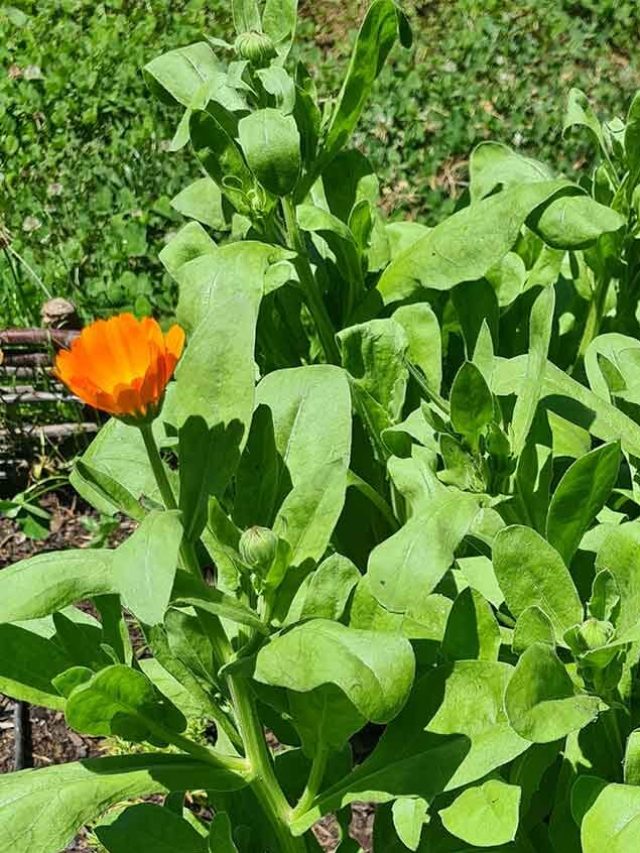 Guide to Planting and Harvesting Calendula Successfully