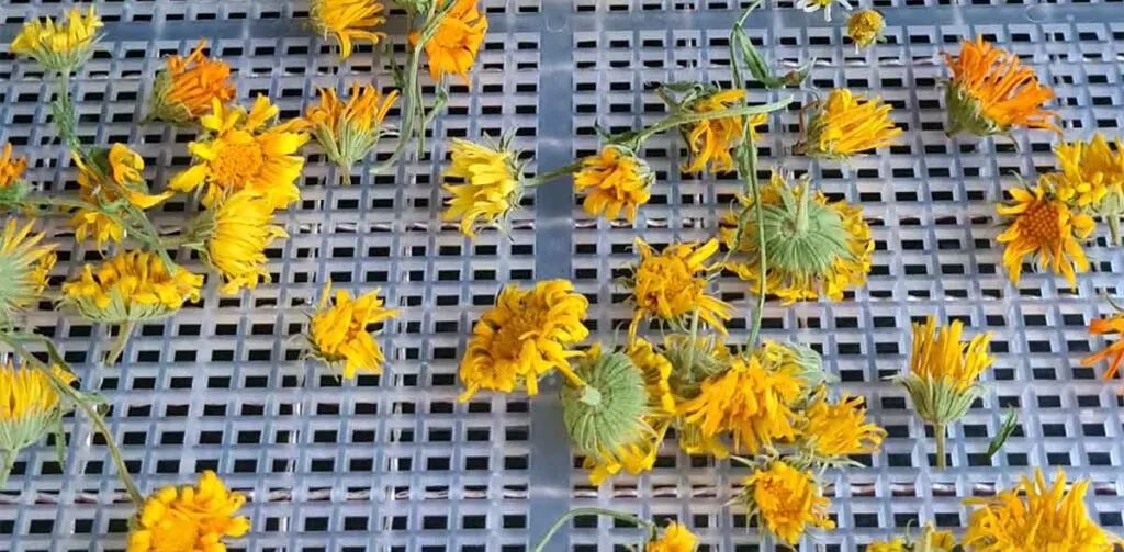 How to Plant, Grow, and Harvest Calendula Herb - Harvest to Table