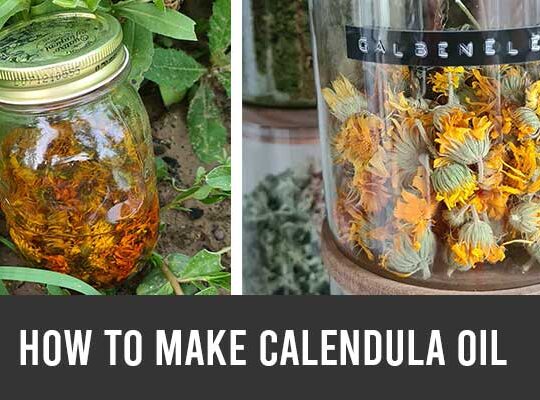 how to make calendula oil