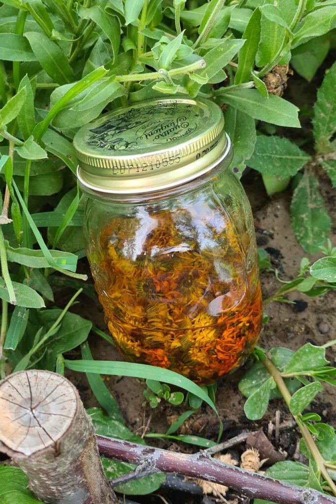 How to make calendula oil step by step easy method Gourmandelle