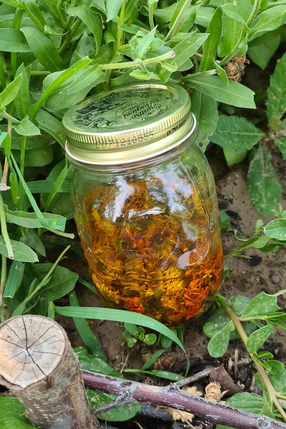 how to make calendula oil 