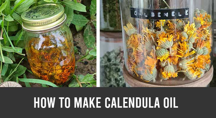 how to make calendula oil