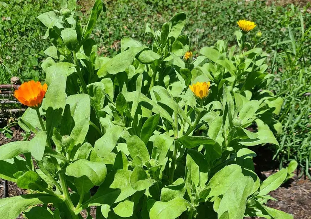 mature calendula flowers 