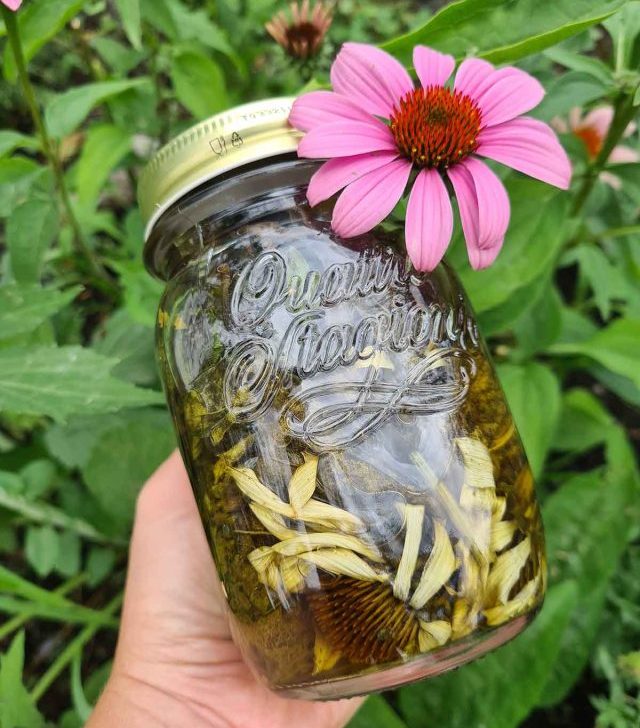 echinacea tincture in a jar tinctura de echinacea in borcan