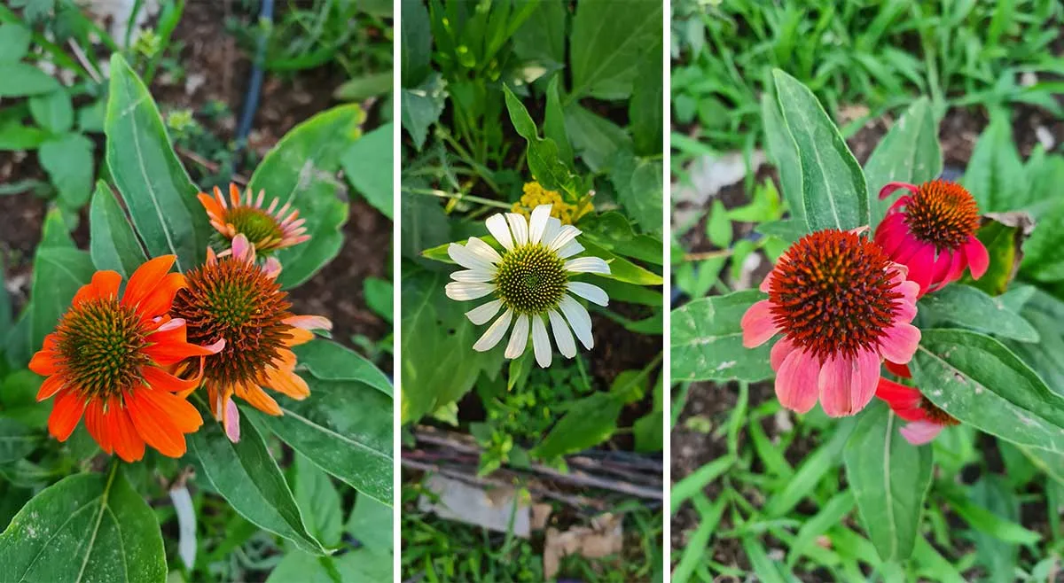 flori de echinacea