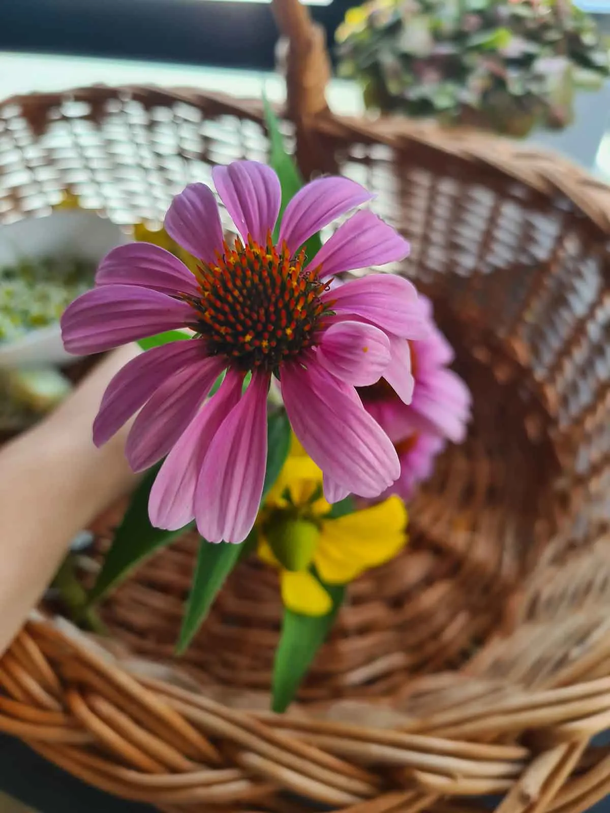 echinacea purpurea