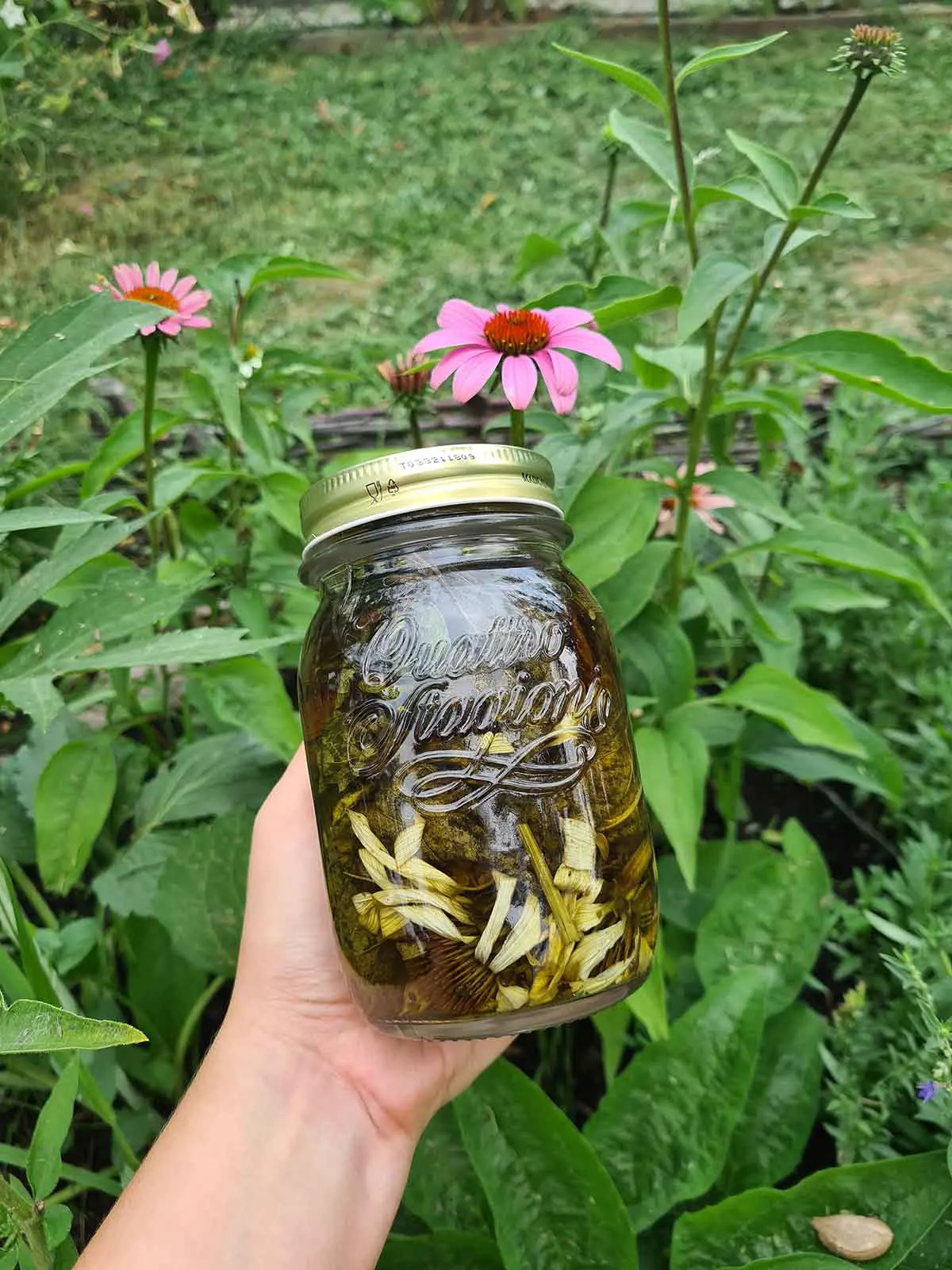 echinacea tincture diy recipe