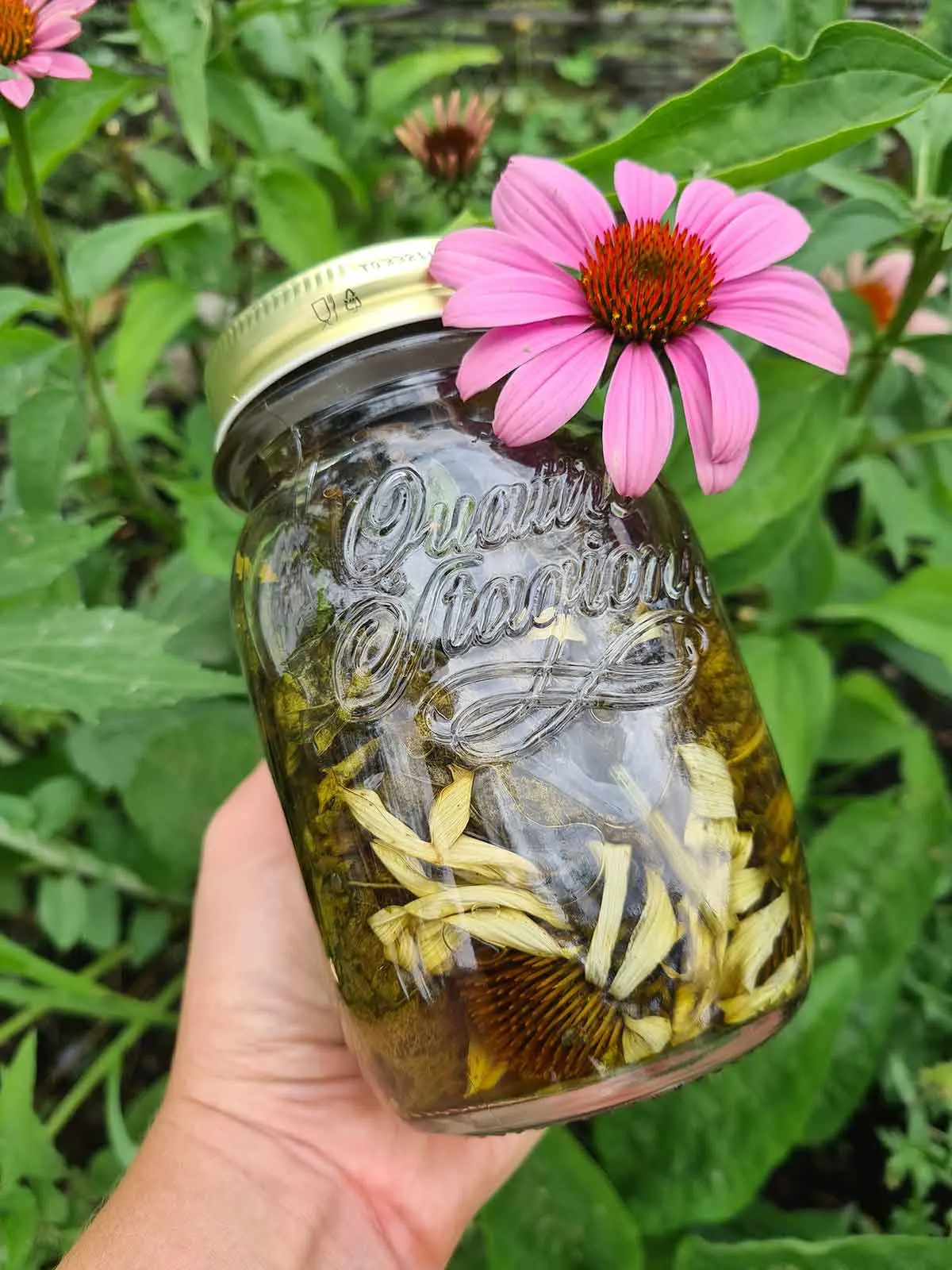 echinacea tincture in a jar