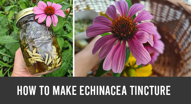 how to make echinacea tincture
