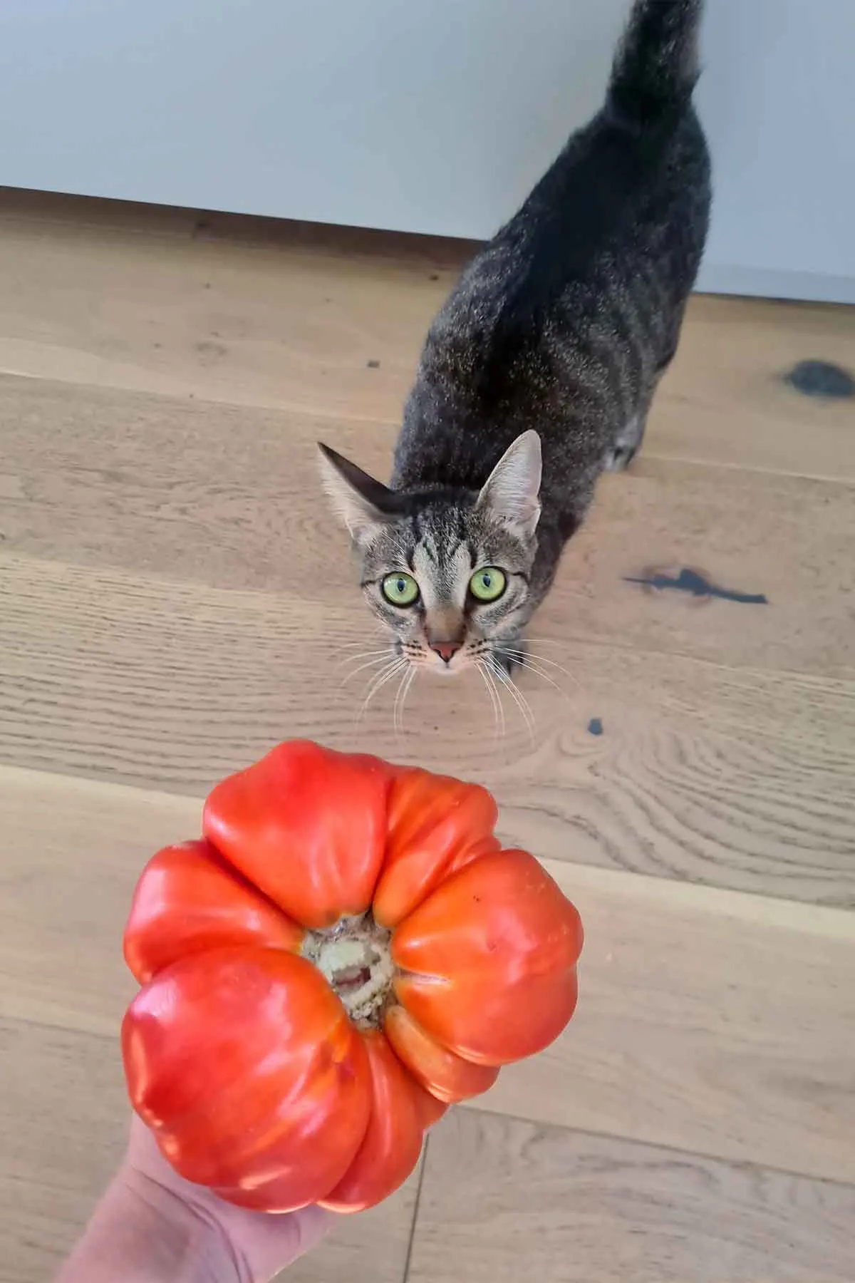 my biggest tomato this year