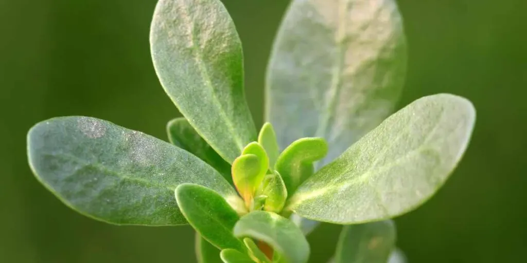 closeup of purslane