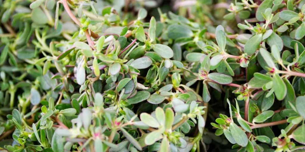 common purslane benefits