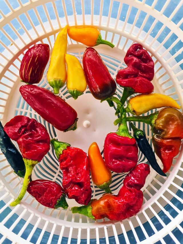 Preserving hot peppers – Guide