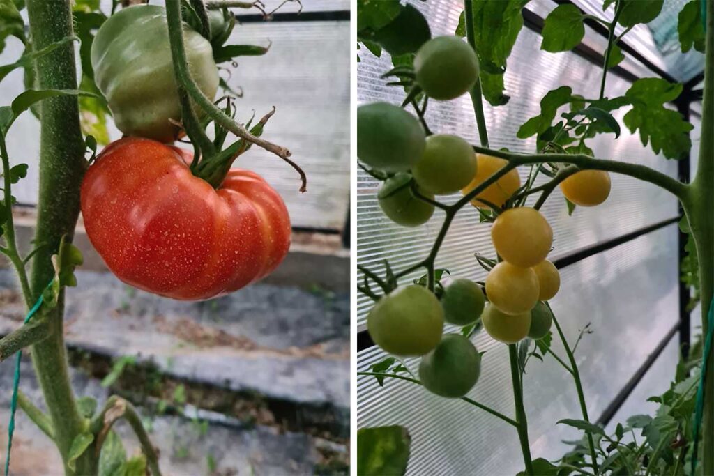 giant tomatoes and yellow cherry 