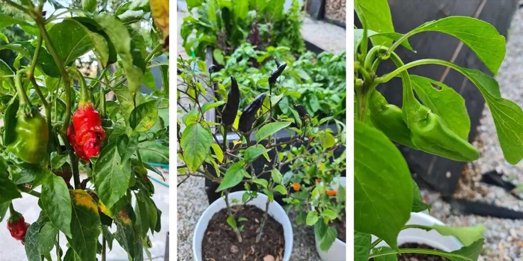 How to Preserve Chili Peppers - Chili Pepper Madness