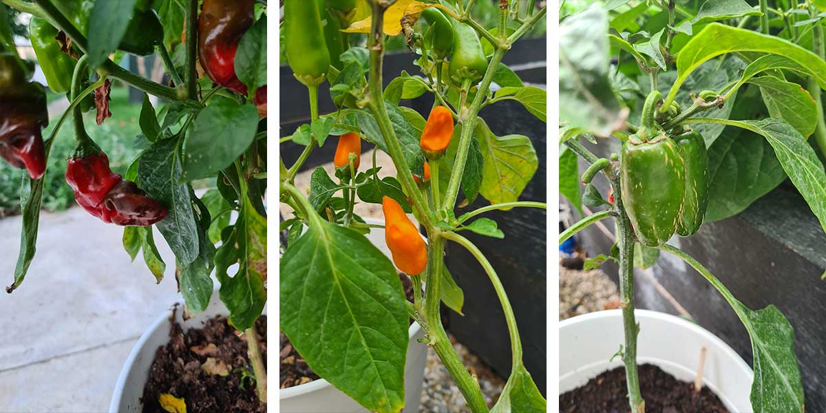 How to preserve hot peppers (canning, pickling, dehydrating)