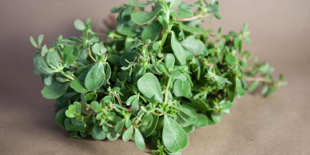 how to cook with purslane