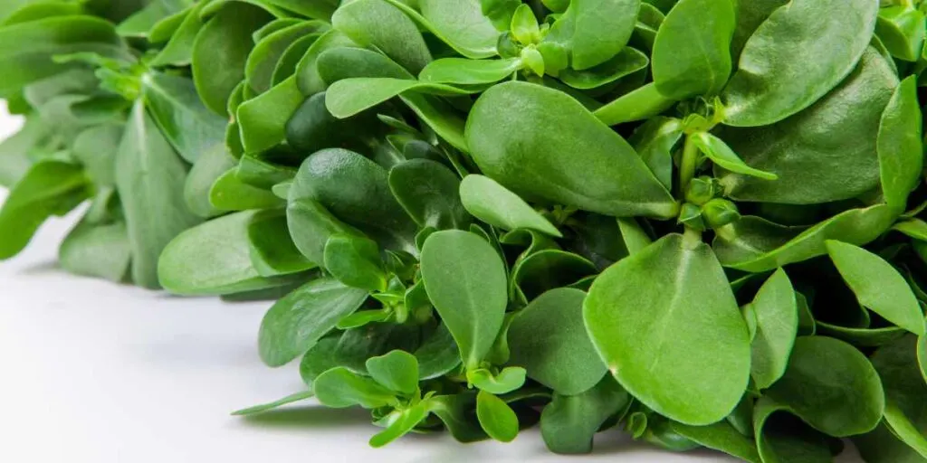 nutritious purslane weed