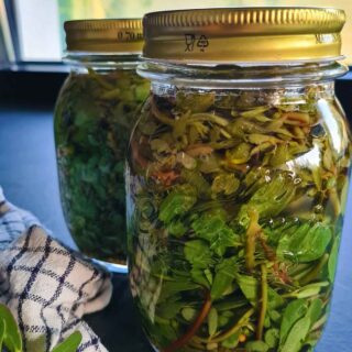 pickled purslane iarba grasa murata