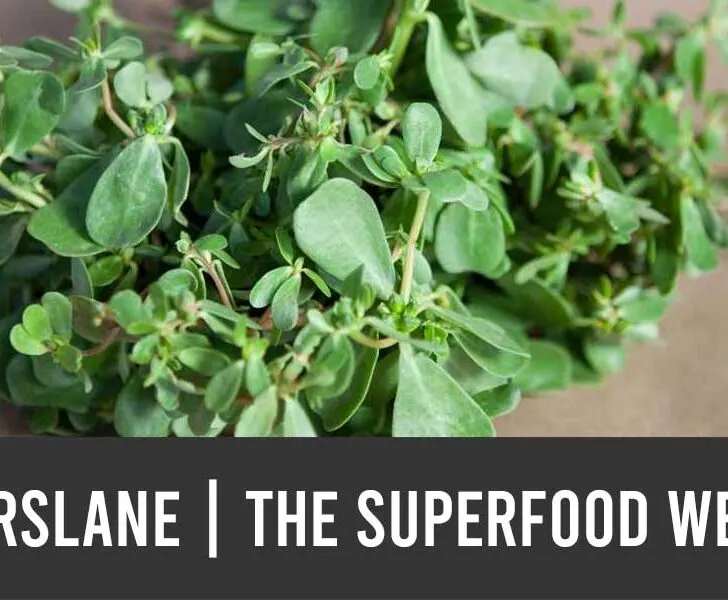purslane benefits the superfood weed