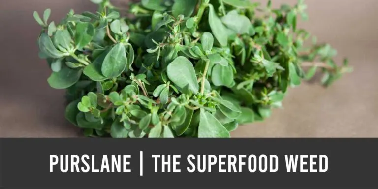purslane benefits the superfood weed