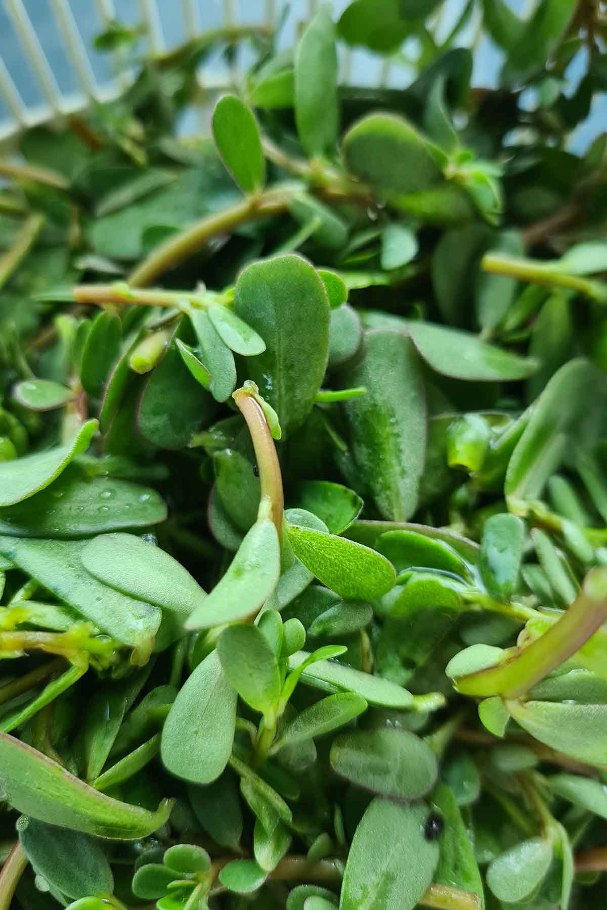 purslane leaves