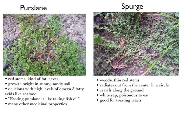 purslane vs spurge