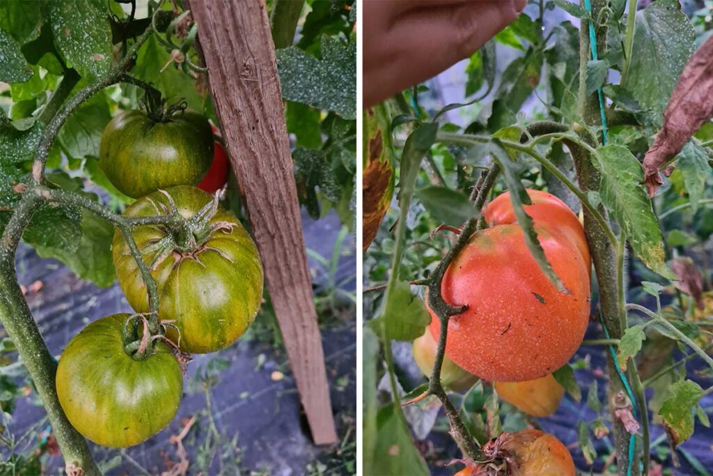 tomatoes in greenhouse 
