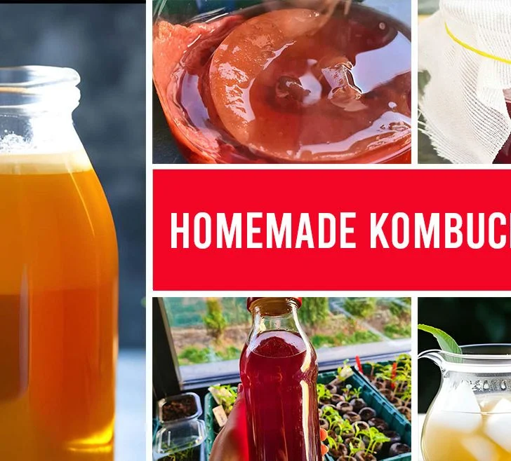 is kombucha good for you homemade kombucha guide